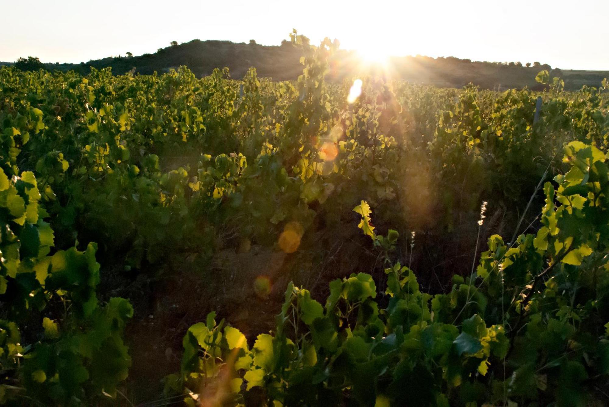 Chartreuse De Mougeres - Caux Pezenas Bed & Breakfast Екстериор снимка